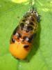 Harmonia axyridis